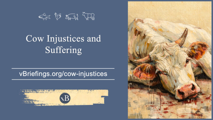 A graphic with small line-art animal icons across the top and the text “Cow Injustices and Suffering” with the URL vBriefings.org/cow-injustices on a blue background, and a painted image on the right of a distressed cow lying on the ground.